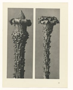 zaplanuj naukę Archetypy sztuki (tytuł serii) autorstwa Karl Blossfeldt