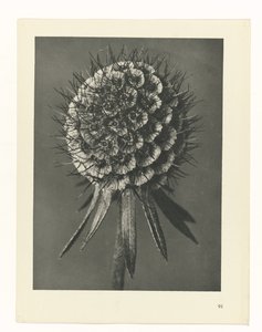 zaplanuj naukę Archetypy sztuki (tytuł serii) autorstwa Karl Blossfeldt