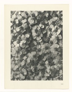 zaplanuj naukę Archetypy sztuki (tytuł serii) autorstwa Karl Blossfeldt
