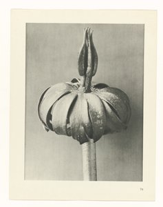 zaplanuj naukę Archetypy sztuki (tytuł serii) autorstwa Karl Blossfeldt