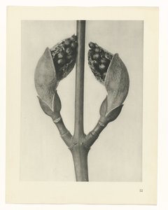 zaplanuj naukę Archetypy sztuki (tytuł serii) autorstwa Karl Blossfeldt