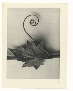 zaplanuj naukę Archetypy sztuki (tytuł serii) autorstwa Karl Blossfeldt