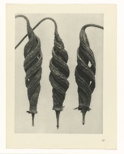 zaplanuj naukę Archetypy sztuki (tytuł serii) autorstwa Karl Blossfeldt