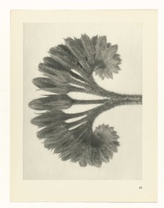 zaplanuj naukę Archetypy sztuki (tytuł serii) autorstwa Karl Blossfeldt