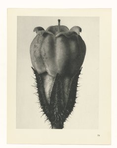 zaplanuj naukę Archetypy sztuki (tytuł serii) autorstwa Karl Blossfeldt