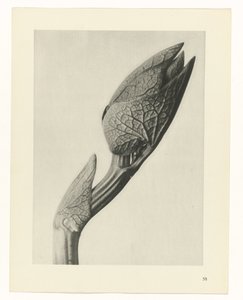 zaplanuj naukę Archetypy sztuki (tytuł serii) autorstwa Karl Blossfeldt
