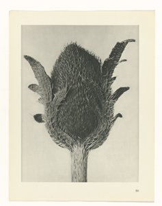 zaplanuj naukę Archetypy sztuki (tytuł serii) autorstwa Karl Blossfeldt