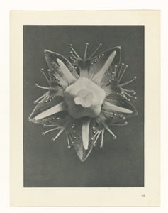 zaplanuj naukę Archetypy sztuki (tytuł serii) autorstwa Karl Blossfeldt