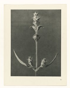 zaplanuj naukę Archetypy sztuki (tytuł serii) autorstwa Karl Blossfeldt