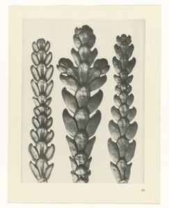 zaplanuj naukę Archetypy sztuki (tytuł serii) autorstwa Karl Blossfeldt
