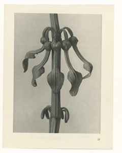 zaplanuj naukę Archetypy sztuki (tytuł serii) autorstwa Karl Blossfeldt