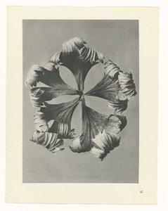 zaplanuj naukę Archetypy sztuki (tytuł serii) autorstwa Karl Blossfeldt