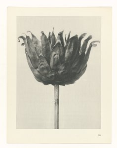 zaplanuj naukę Archetypy sztuki (tytuł serii) autorstwa Karl Blossfeldt