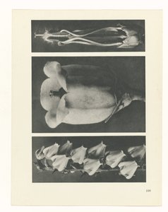 zaplanuj naukę Archetypy sztuki (tytuł serii) autorstwa Karl Blossfeldt