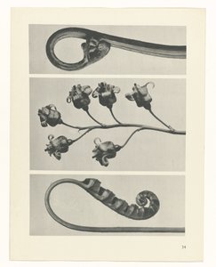 zaplanuj naukę Archetypy sztuki (tytuł serii) autorstwa Karl Blossfeldt