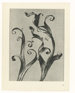 zaplanuj naukę Archetypy sztuki (tytuł serii) autorstwa Karl Blossfeldt