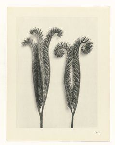zaplanuj naukę Archetypy sztuki (tytuł serii) autorstwa Karl Blossfeldt