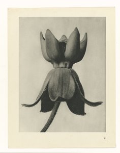 zaplanuj naukę Archetypy sztuki (tytuł serii) autorstwa Karl Blossfeldt