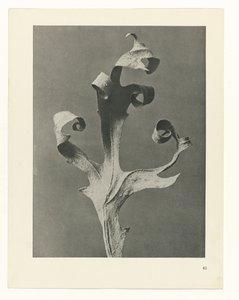 zaplanuj naukę Archetypy sztuki (tytuł serii) autorstwa Karl Blossfeldt