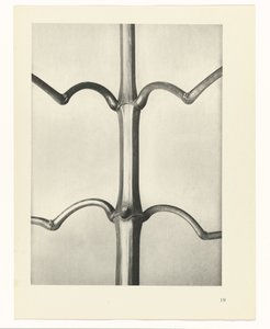 zaplanuj naukę Archetypy sztuki (tytuł serii) autorstwa Karl Blossfeldt