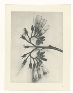 zaplanuj naukę Archetypy sztuki (tytuł serii) autorstwa Karl Blossfeldt
