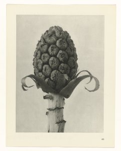 zaplanuj naukę Archetypy sztuki (tytuł serii) autorstwa Karl Blossfeldt