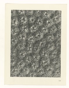 zaplanuj naukę Archetypy sztuki (tytuł serii) autorstwa Karl Blossfeldt
