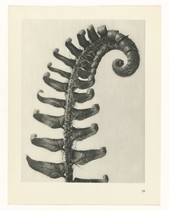 zaplanuj naukę Archetypy sztuki (tytuł serii) autorstwa Karl Blossfeldt
