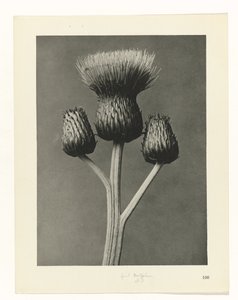 zaplanuj naukę Archetypy sztuki (tytuł serii) autorstwa Karl Blossfeldt