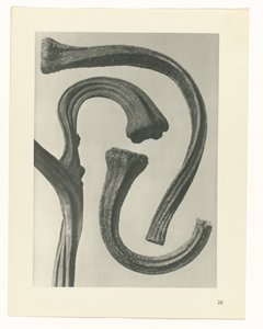 zaplanuj naukę Archetypy sztuki (tytuł serii) autorstwa Karl Blossfeldt