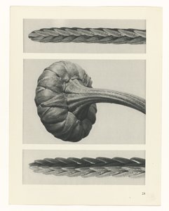 zaplanuj naukę Archetypy sztuki (tytuł serii) autorstwa Karl Blossfeldt