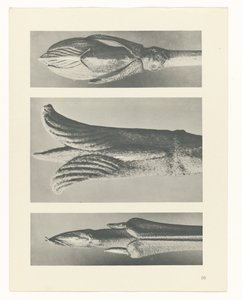 zaplanuj naukę Archetypy sztuki (tytuł serii) autorstwa Karl Blossfeldt