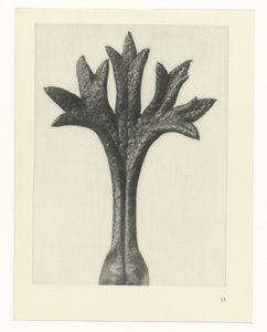 zaplanuj naukę Archetypy sztuki (tytuł serii) autorstwa Karl Blossfeldt