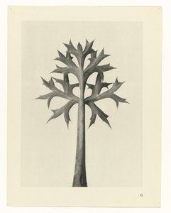 zaplanuj naukę Archetypy sztuki (tytuł serii) autorstwa Karl Blossfeldt