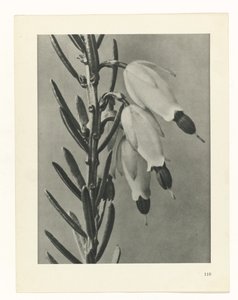zaplanuj naukę Archetypy sztuki (tytuł serii) autorstwa Karl Blossfeldt