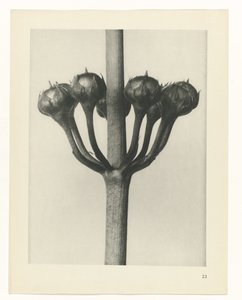 zaplanuj naukę Archetypy sztuki (tytuł serii) autorstwa Karl Blossfeldt