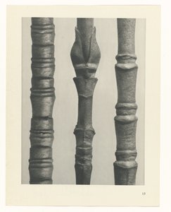 zaplanuj naukę Archetypy sztuki (tytuł serii) autorstwa Karl Blossfeldt