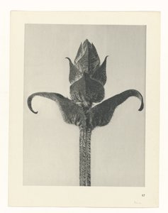 zaplanuj naukę Archetypy sztuki (tytuł serii) autorstwa Karl Blossfeldt