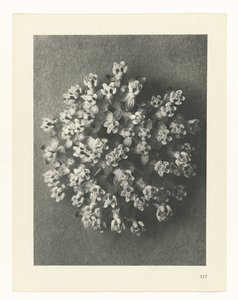 zaplanuj naukę Archetypy sztuki (tytuł serii) autorstwa Karl Blossfeldt