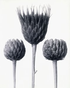 Serratula Nudicaulis (Twaróg zwyczajny bez łodygi), ok. 1928 (odbitka żelatynowo-srebrowa) autorstwa Karl Blossfeldt
