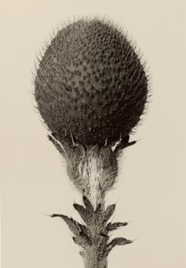 [Ciernista roślina cebulowa] autorstwa Karl Blossfeldt