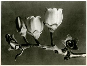 Vaccinium Corymbosum. 1929 (fotograwiura)