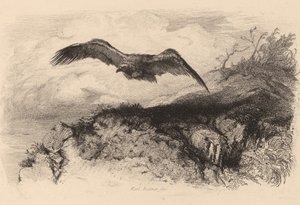 Orzeł w locie. autorstwa Karl Bodmer
