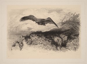 Orzeł w locie autorstwa Karl Bodmer