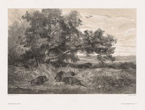 Zwierzęta i krajobraz po przyrodzie: Dzik w stawie, ok. 1930 r. 1850. autorstwa Karl Bodmer