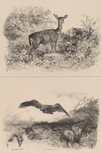 Łania, Orle. autorstwa Karl Bodmer