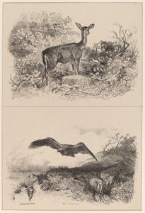 Łania, Orle autorstwa Karl Bodmer