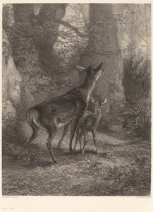 Łania i Jelonek autorstwa Karl Bodmer