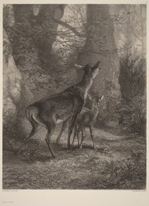Łania i jelonek autorstwa Karl Bodmer