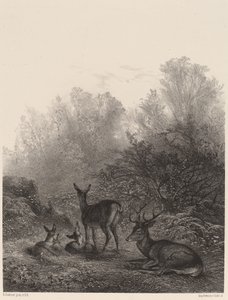 Jeleń odpoczywa autorstwa Karl Bodmer